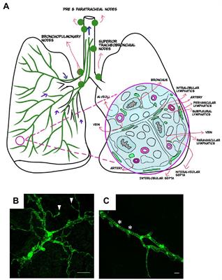 Frontiers | The lymphatic vasculature in lung function and 